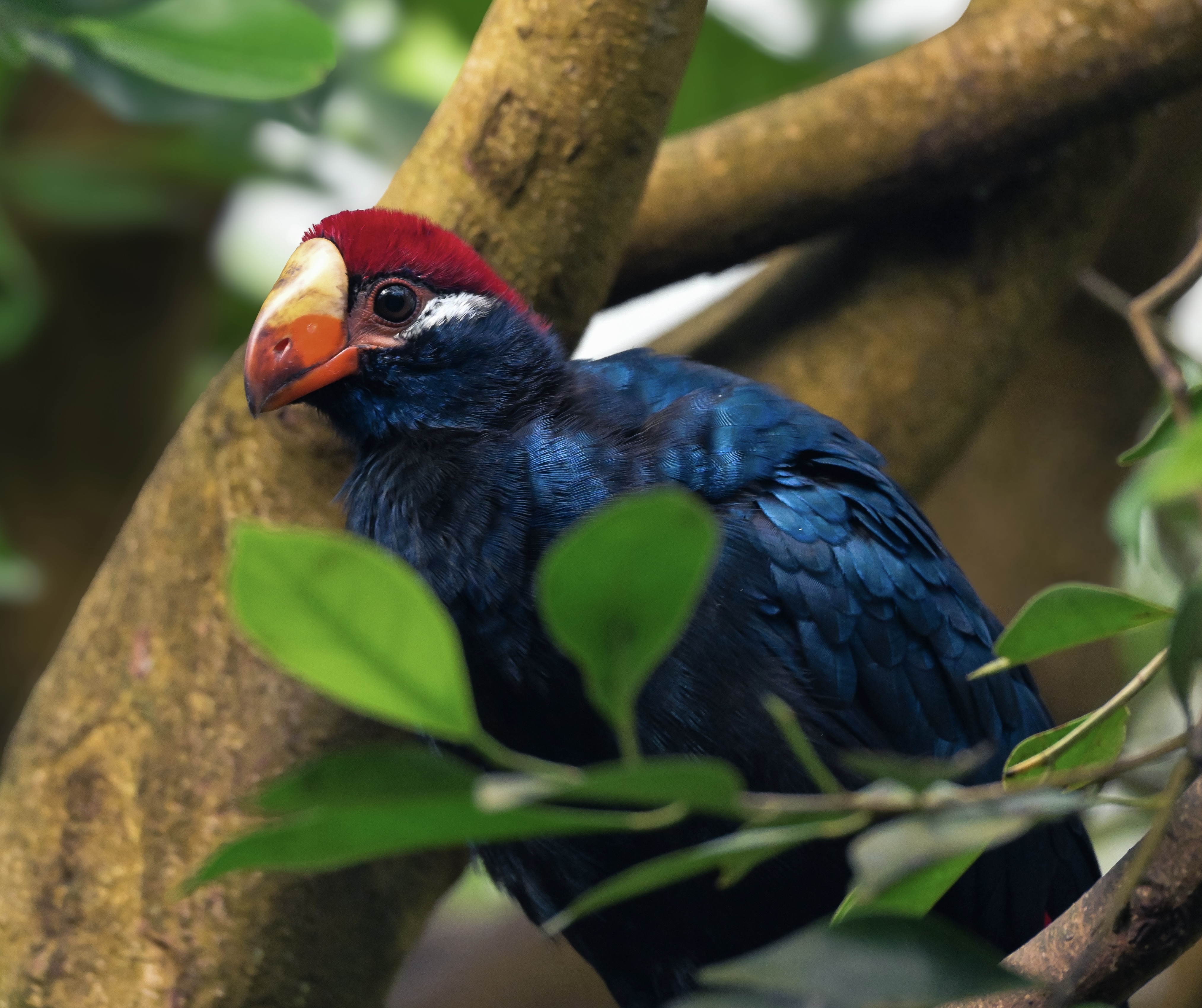 Violet turaco